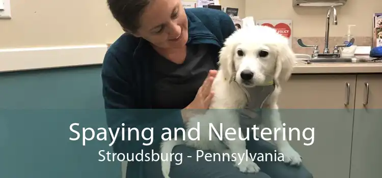Spaying and Neutering Stroudsburg - Pennsylvania