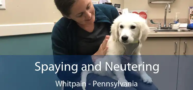 Spaying and Neutering Whitpain - Pennsylvania