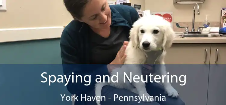 Spaying and Neutering York Haven - Pennsylvania