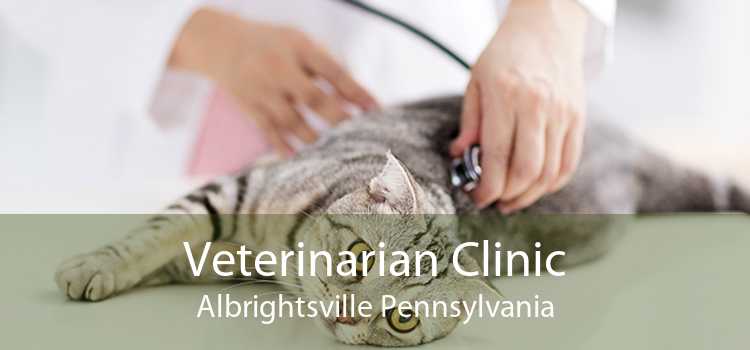 Veterinarian Clinic Albrightsville Pennsylvania