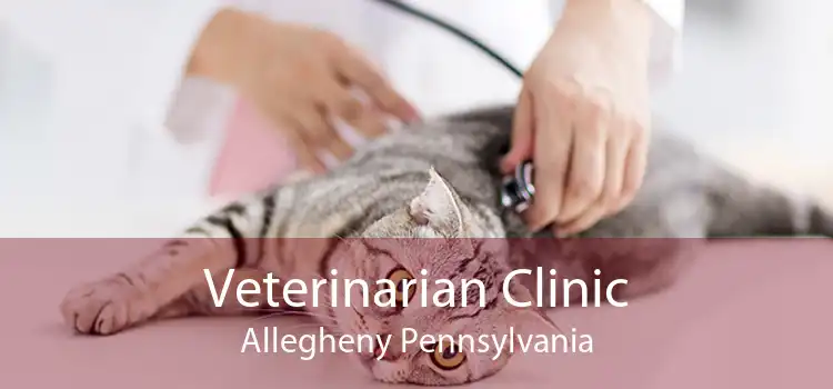 Veterinarian Clinic Allegheny Pennsylvania