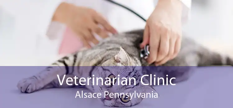 Veterinarian Clinic Alsace Pennsylvania