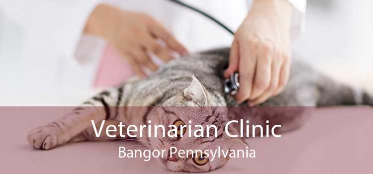 Veterinarian Clinic Bangor Pennsylvania