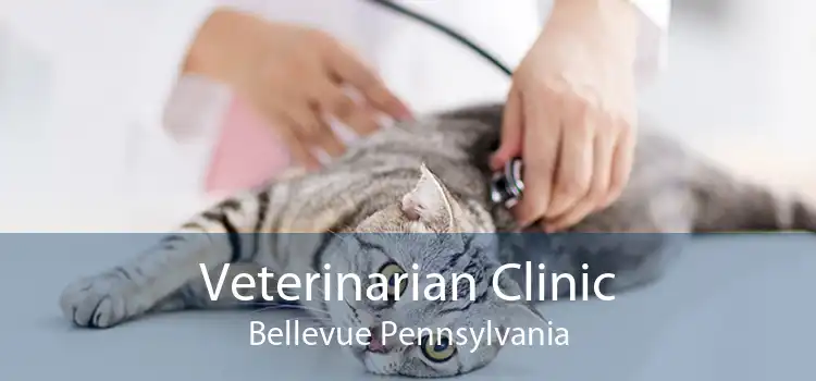 Veterinarian Clinic Bellevue Pennsylvania