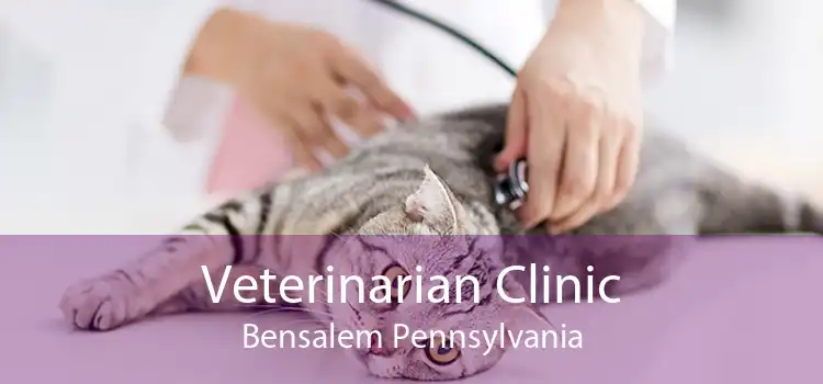 Veterinarian Clinic Bensalem Pennsylvania