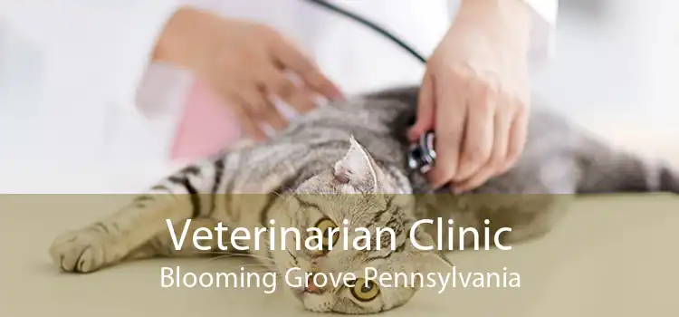 Veterinarian Clinic Blooming Grove Pennsylvania