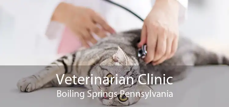 Veterinarian Clinic Boiling Springs Pennsylvania