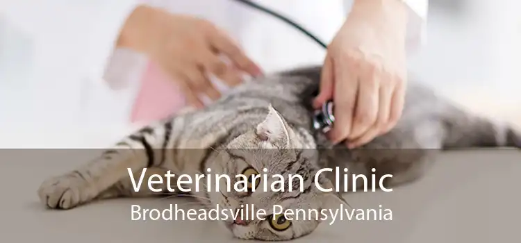 Veterinarian Clinic Brodheadsville Pennsylvania