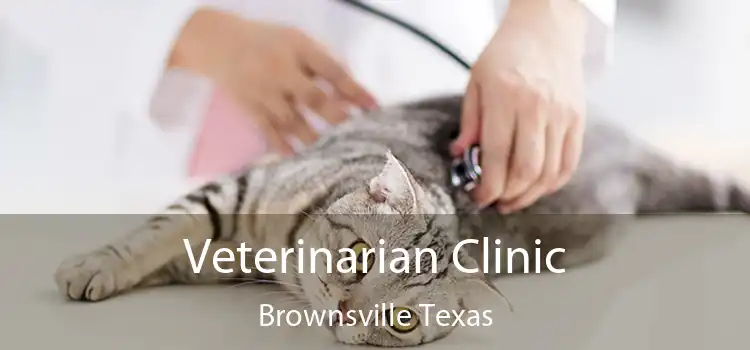 Veterinarian Clinic Brownsville Texas
