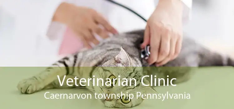 Veterinarian Clinic Caernarvon township Pennsylvania