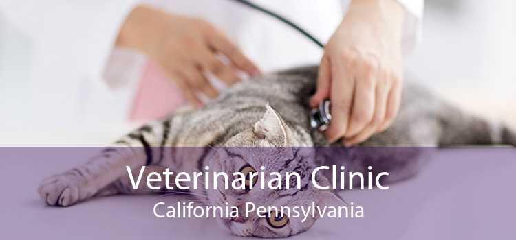Veterinarian Clinic California Pennsylvania