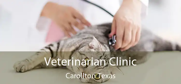 Veterinarian Clinic Carollton Texas