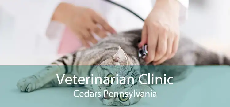 Veterinarian Clinic Cedars Pennsylvania