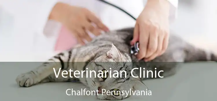 Veterinarian Clinic Chalfont Pennsylvania