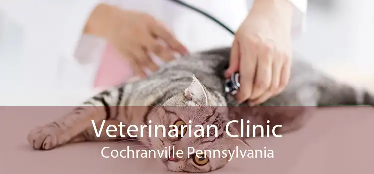 Veterinarian Clinic Cochranville Pennsylvania