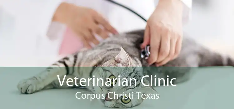 Veterinarian Clinic Corpus Christi Texas