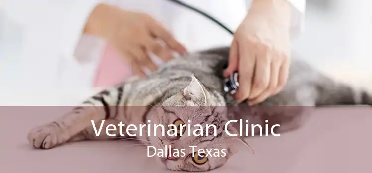 Veterinarian Clinic Dallas Texas