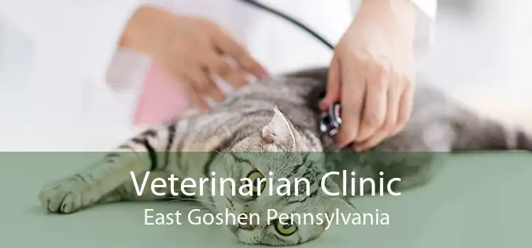 Veterinarian Clinic East Goshen Pennsylvania
