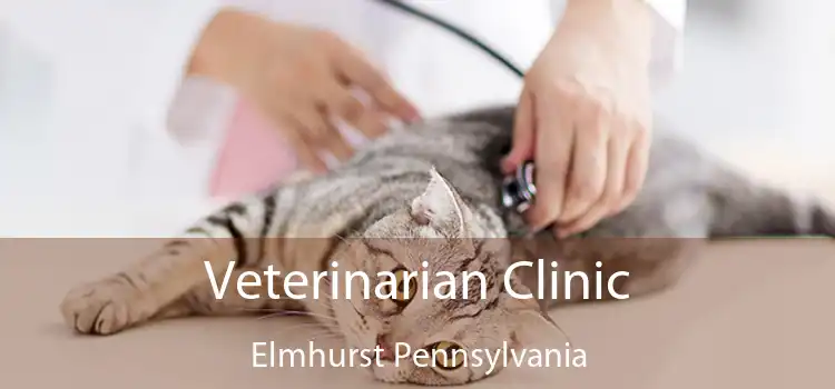 Veterinarian Clinic Elmhurst Pennsylvania