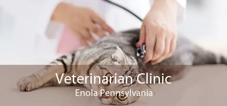 Veterinarian Clinic Enola Pennsylvania