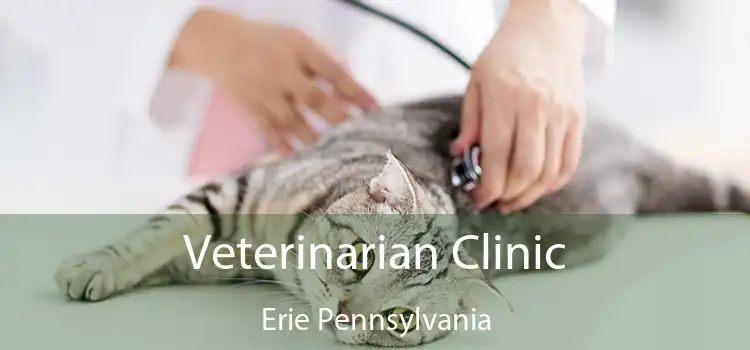 Veterinarian Clinic Erie Pennsylvania