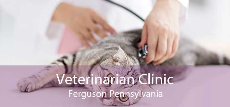 Veterinarian Clinic Ferguson Pennsylvania