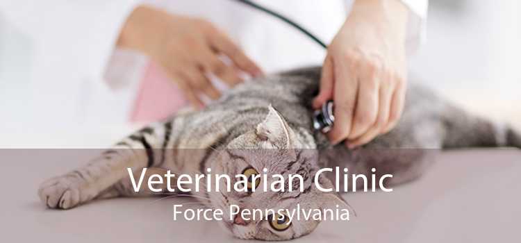 Veterinarian Clinic Force Pennsylvania