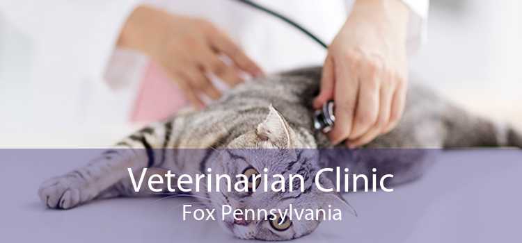 Veterinarian Clinic Fox Pennsylvania