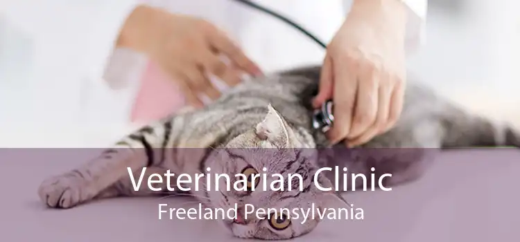 Veterinarian Clinic Freeland Pennsylvania