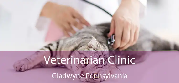 Veterinarian Clinic Gladwyne Pennsylvania