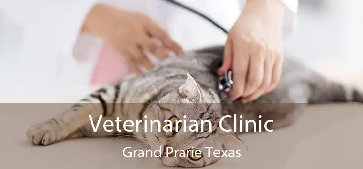 Veterinarian Clinic Grand Prarie Texas