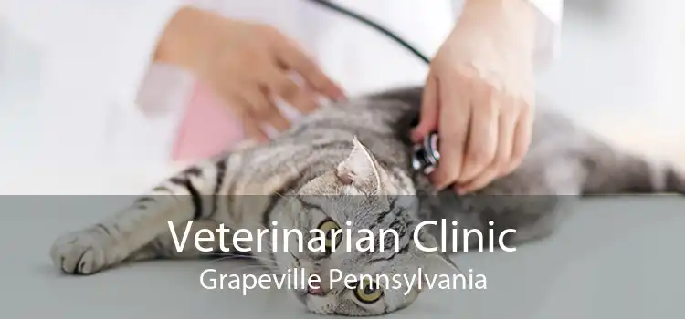 Veterinarian Clinic Grapeville Pennsylvania