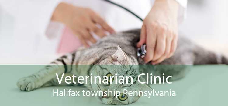 Veterinarian Clinic Halifax township Pennsylvania