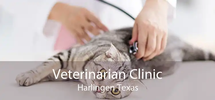 Veterinarian Clinic Harlingen Texas