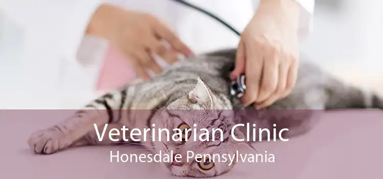 Veterinarian Clinic Honesdale Pennsylvania
