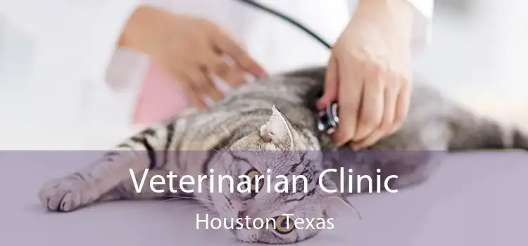 Veterinarian Clinic Houston Texas