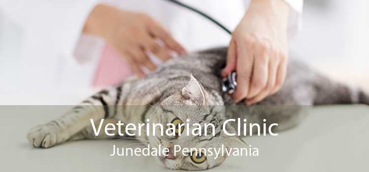 Veterinarian Clinic Junedale Pennsylvania