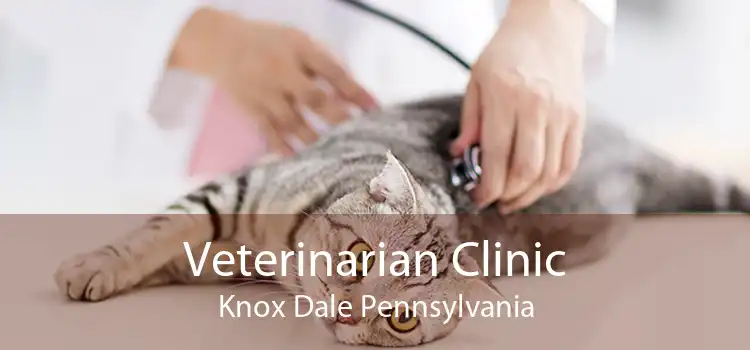 Veterinarian Clinic Knox Dale Pennsylvania