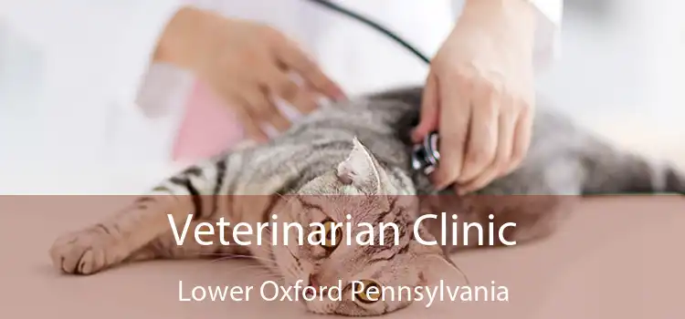 Veterinarian Clinic Lower Oxford Pennsylvania