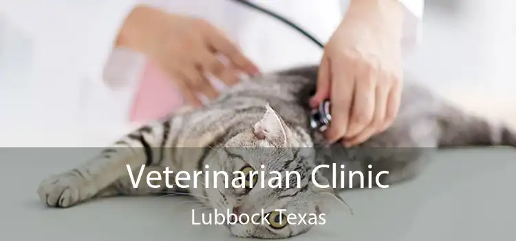Veterinarian Clinic Lubbock Texas