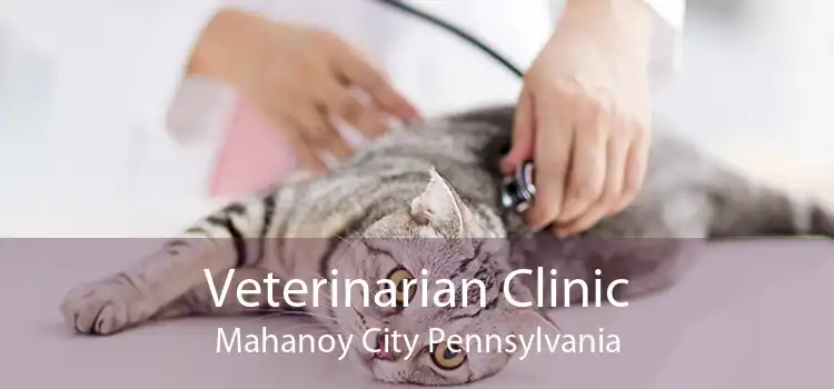 Veterinarian Clinic Mahanoy City Pennsylvania