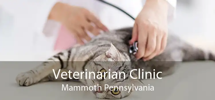 Veterinarian Clinic Mammoth Pennsylvania