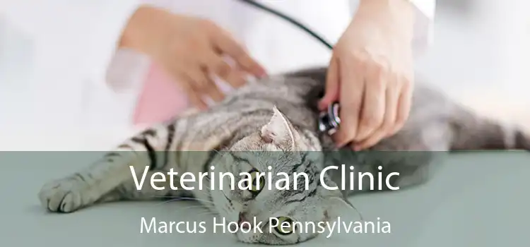 Veterinarian Clinic Marcus Hook Pennsylvania