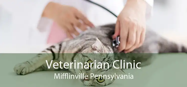 Veterinarian Clinic Mifflinville Pennsylvania