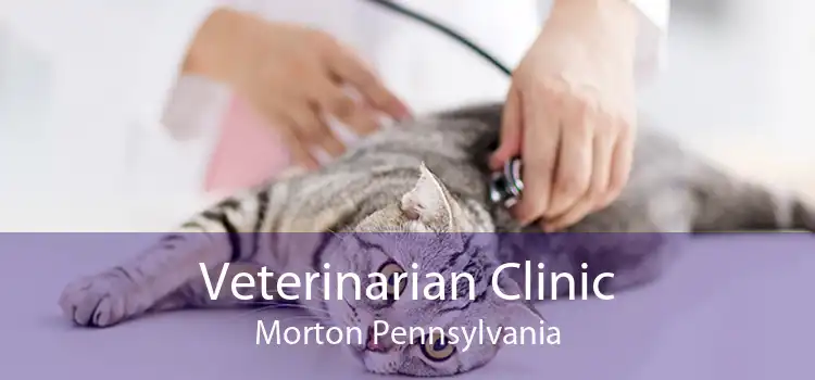 Veterinarian Clinic Morton Pennsylvania
