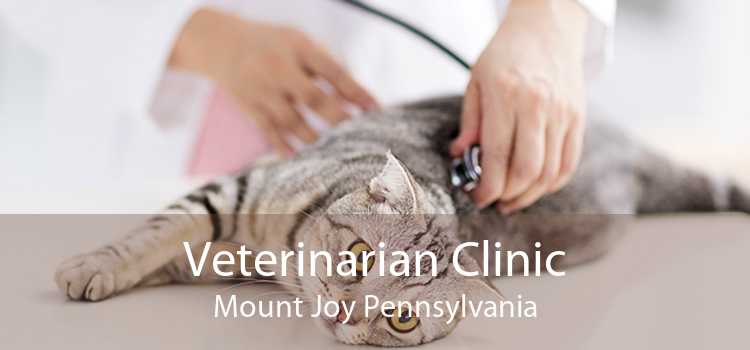 Veterinarian Clinic Mount Joy Pennsylvania