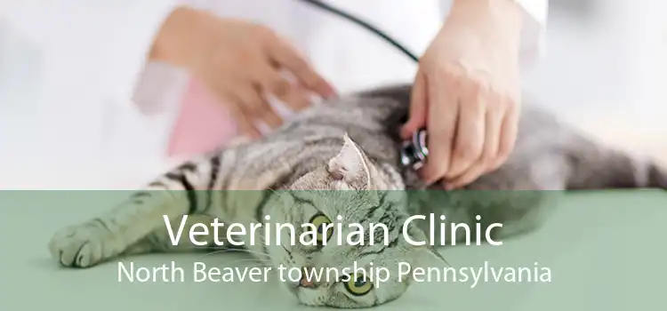 Veterinarian Clinic North Beaver township Pennsylvania