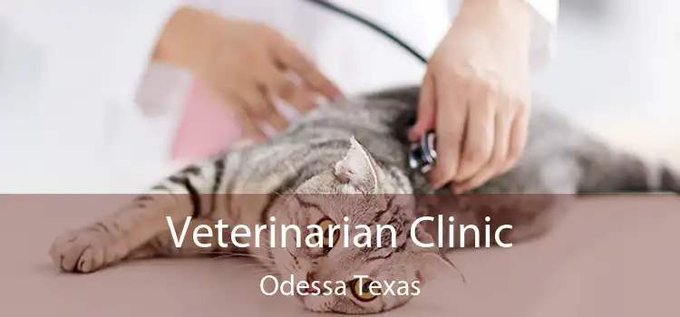 Veterinarian Clinic Odessa Texas