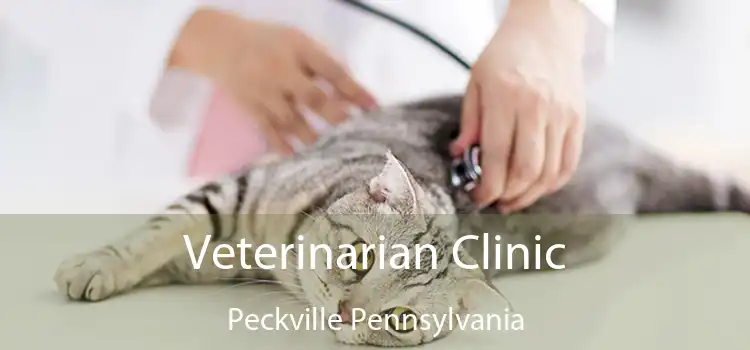 Veterinarian Clinic Peckville Pennsylvania