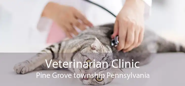 Veterinarian Clinic Pine Grove township Pennsylvania